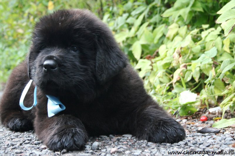 Фото: ньюфаундленд Черная Мафия Абове анд Беуонд (Chernaya Mafia Above and Beyond)