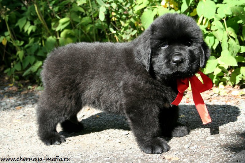 Фото: ньюфаундленд Черная Мафия Асе ин тхе Холе (Chernaya Mafia Ace in the Hole)