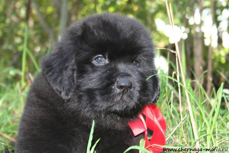 Фото: ньюфаундленд Черная Мафия Асе ин тхе Холе (Chernaya Mafia Ace in the Hole)