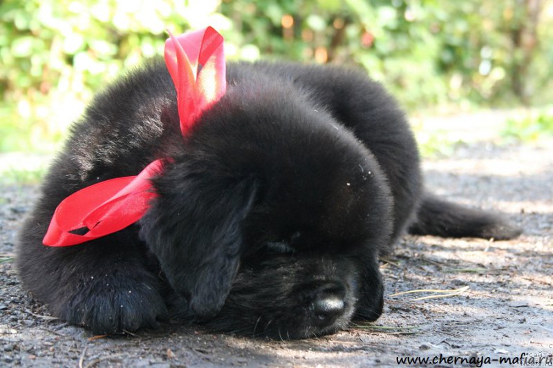 Фото: ньюфаундленд Черная Мафия Асе ин тхе Холе (Chernaya Mafia Ace in the Hole)