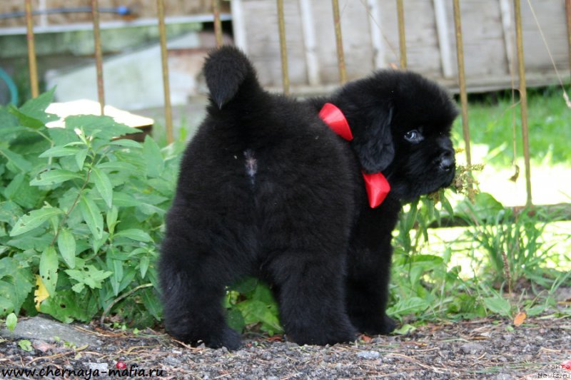 Фото: ньюфаундленд Черная Мафия Асе ин тхе Холе (Chernaya Mafia Ace in the Hole)