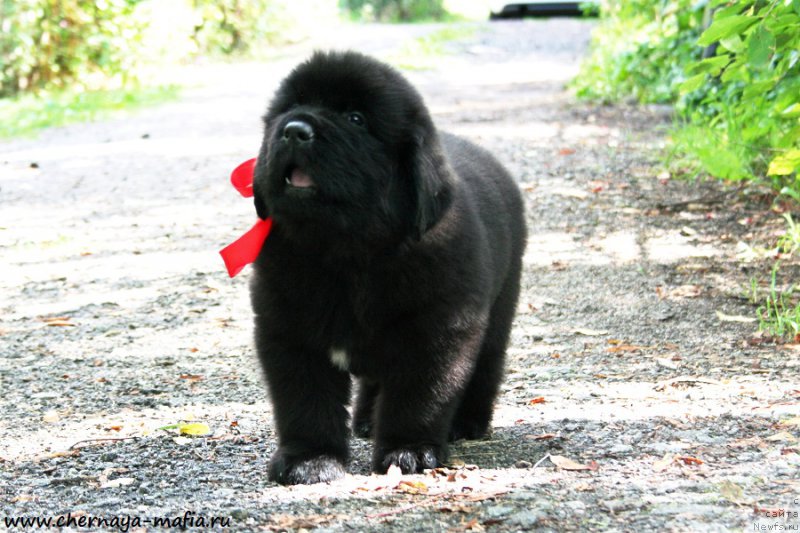 Фото: ньюфаундленд Черная Мафия Асе ин тхе Холе (Chernaya Mafia Ace in the Hole)