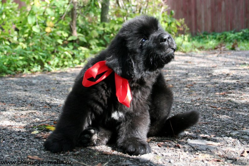 Фото: ньюфаундленд Черная Мафия Асе ин тхе Холе (Chernaya Mafia Ace in the Hole)