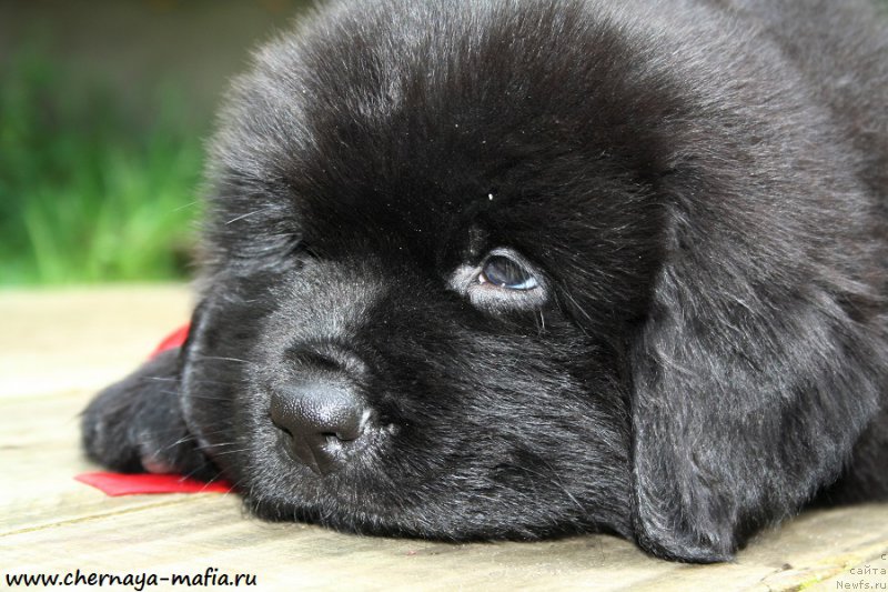 Фото: ньюфаундленд Черная Мафия Асе ин тхе Холе (Chernaya Mafia Ace in the Hole)