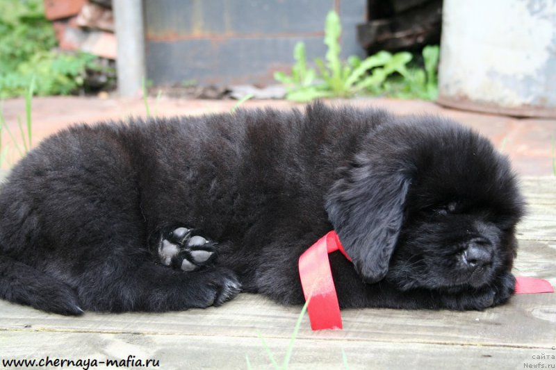 Фото: ньюфаундленд Черная Мафия Асе ин тхе Холе (Chernaya Mafia Ace in the Hole)