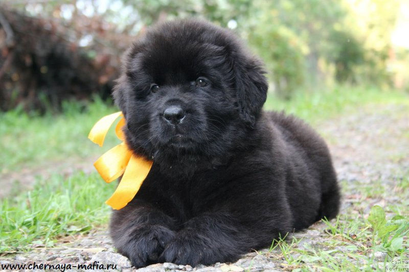 Фото: ньюфаундленд Черная Мафия Ангел Амонг Ус (Chernaya Mafia Аngel Among Us)