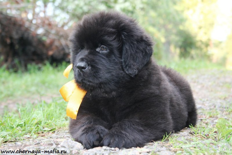 Фото: ньюфаундленд Черная Мафия Ангел Амонг Ус (Chernaya Mafia Аngel Among Us)