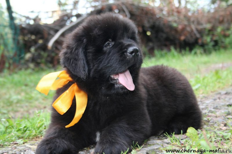 Фото: ньюфаундленд Черная Мафия Ангел Амонг Ус (Chernaya Mafia Аngel Among Us)