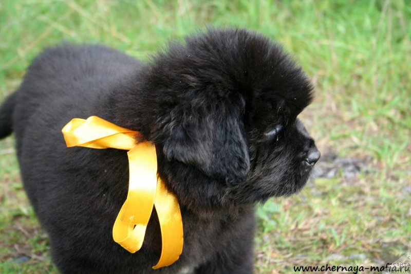 Фото: ньюфаундленд Черная Мафия Ангел Амонг Ус (Chernaya Mafia Аngel Among Us)