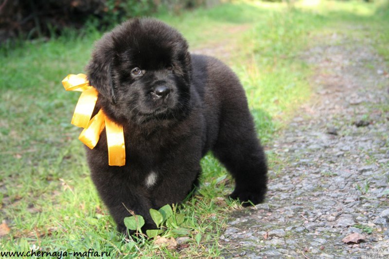 Фото: ньюфаундленд Черная Мафия Ангел Амонг Ус (Chernaya Mafia Аngel Among Us)