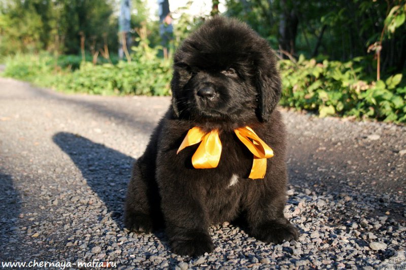 Фото: ньюфаундленд Черная Мафия Ангел Амонг Ус (Chernaya Mafia Аngel Among Us)