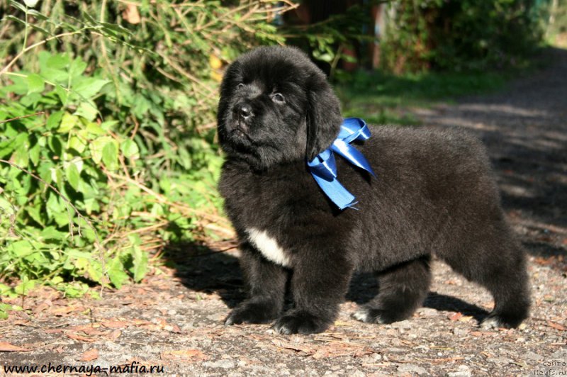 Фото: ньюфаундленд Черная Мафия Аллуринг Проспект (Chernaya Mafia Аlluring Prospect)