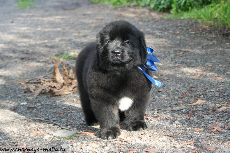 Фото: ньюфаундленд Черная Мафия Аллуринг Проспект (Chernaya Mafia Аlluring Prospect)