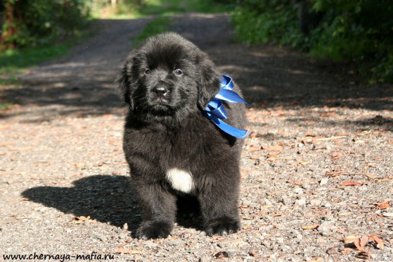 Фото: ньюфаундленд Черная Мафия Аллуринг Проспект (Chernaya Mafia Аlluring Prospect)