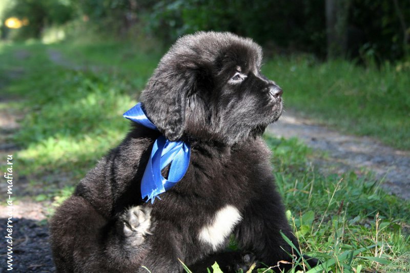 Фото: ньюфаундленд Черная Мафия Аллуринг Проспект (Chernaya Mafia Аlluring Prospect)