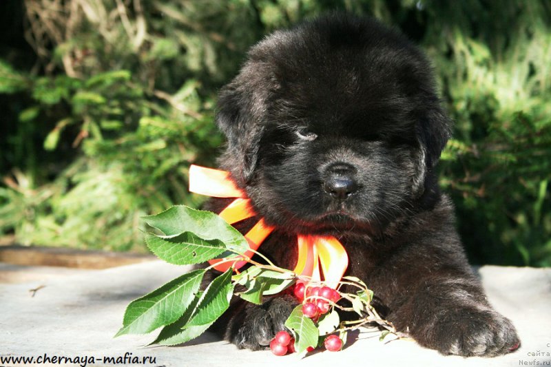 Фото: ньюфаундленд Черная Мафия Алл Ригхтс Ресервед (Chernaya Mafia Аll Rights Reserved)