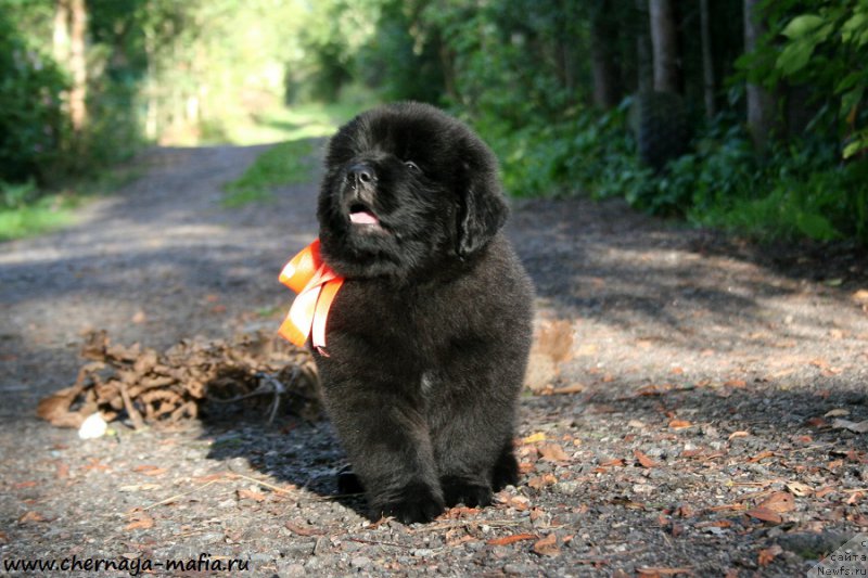 Фото: ньюфаундленд Черная Мафия Алл Ригхтс Ресервед (Chernaya Mafia Аll Rights Reserved)