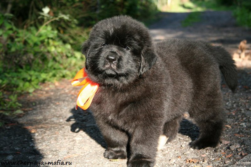 Фото: ньюфаундленд Черная Мафия Алл Ригхтс Ресервед (Chernaya Mafia Аll Rights Reserved)