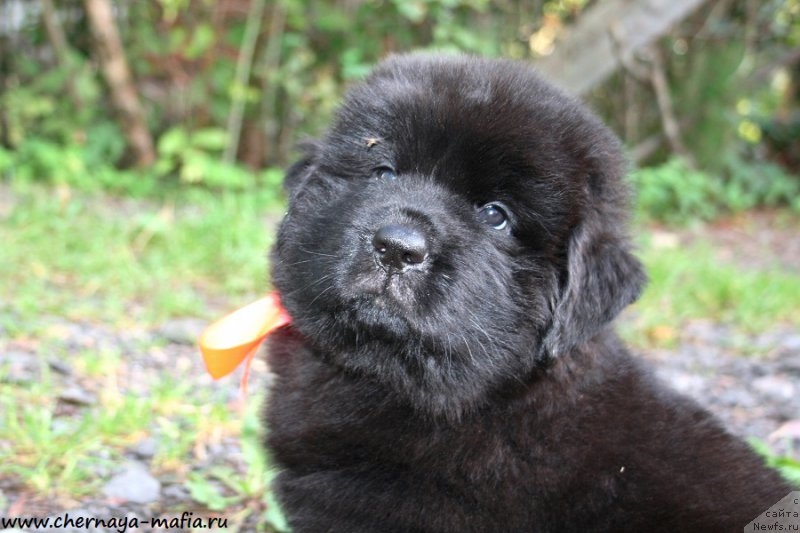 Фото: ньюфаундленд Черная Мафия Алл Ригхтс Ресервед (Chernaya Mafia Аll Rights Reserved)