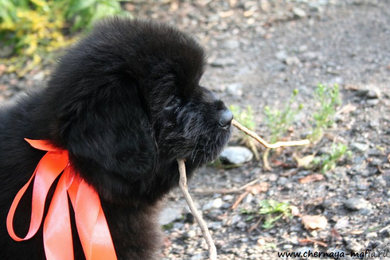 Фото: ньюфаундленд Черная Мафия Алл Ригхтс Ресервед (Chernaya Mafia Аll Rights Reserved)
