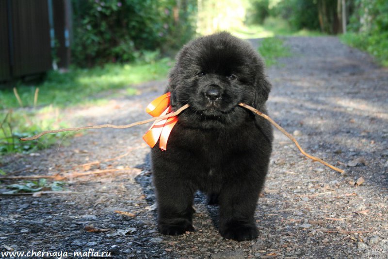 Фото: ньюфаундленд Черная Мафия Алл Ригхтс Ресервед (Chernaya Mafia Аll Rights Reserved)