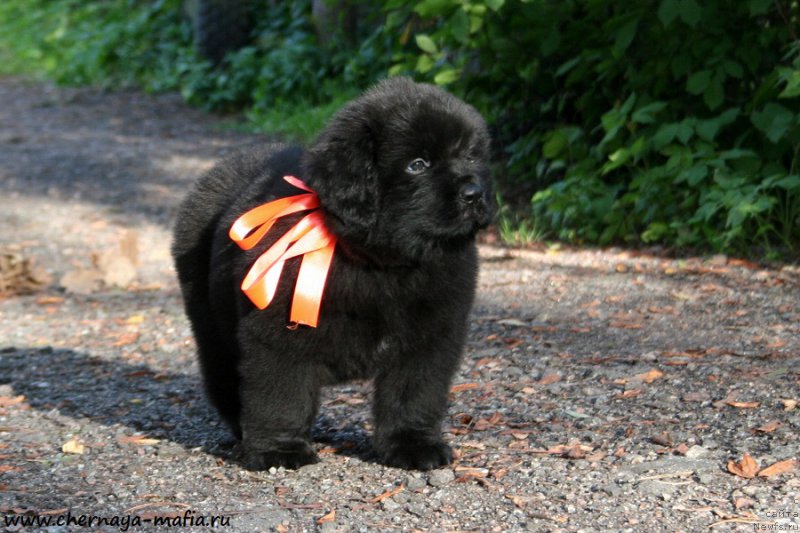 Фото: ньюфаундленд Черная Мафия Алл Ригхтс Ресервед (Chernaya Mafia Аll Rights Reserved)