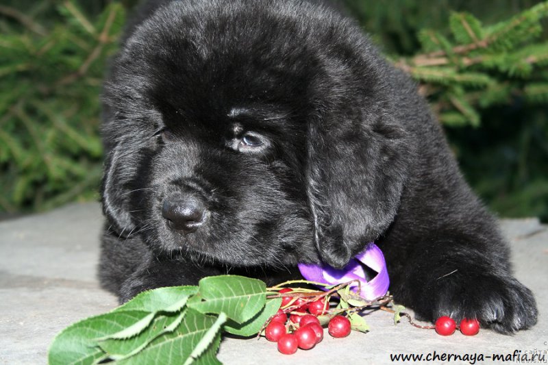 Фото: ньюфаундленд Черная Мафия А Кинд оф Магик (Chernaya Mafia А Kind of Magic)