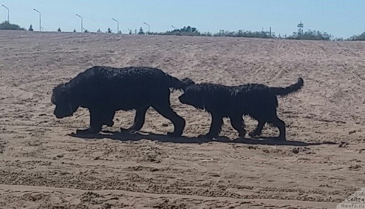 Фото: ньюфаундленд Ньюфорт Дивная Диана, ньюфаундленд Ньюфорт Дивная Диана, Lav stori из Тихого омута