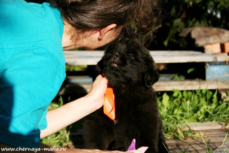 Фото: ньюфаундленд Черная Мафия Алл Ригхтс Ресервед (Chernaya Mafia Аll Rights Reserved)