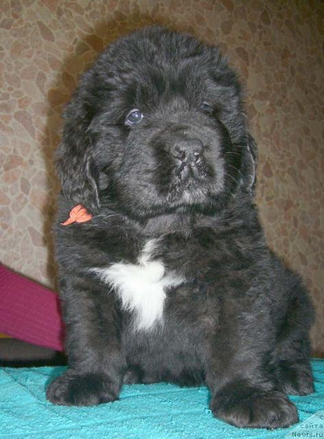 Фото: ньюфаундленд Супер Бизон Анталия