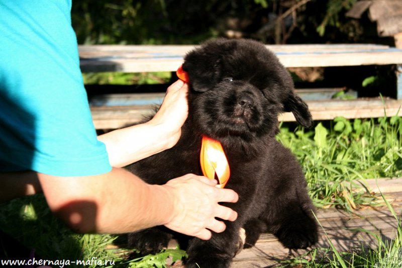 Фото: ньюфаундленд Черная Мафия Алл Ригхтс Ресервед (Chernaya Mafia Аll Rights Reserved)