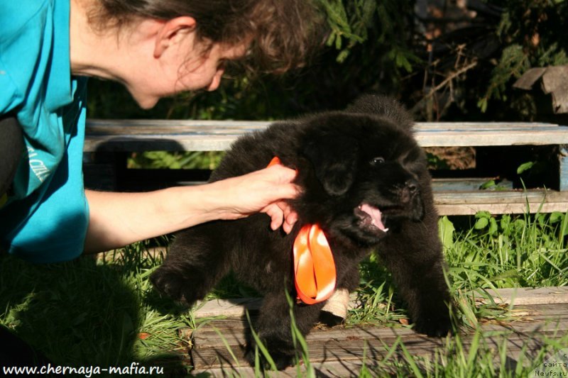 Фото: ньюфаундленд Черная Мафия Алл Ригхтс Ресервед (Chernaya Mafia Аll Rights Reserved)