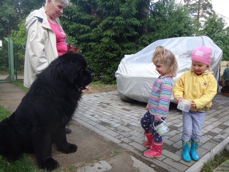 Фото: ньюфаундленд Бегущая по волнам Руссиан Хит