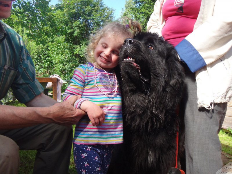 Фото: ньюфаундленд Бегущая по волнам Руссиан Хит