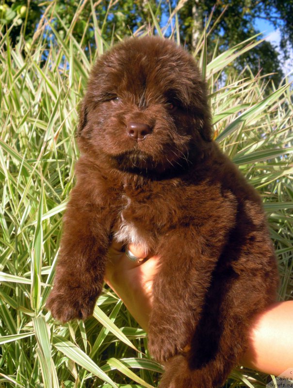 Фотография № 190306