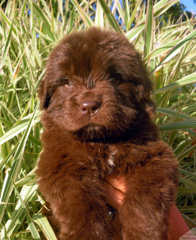 Фото: ньюфаундленд Альфа Дар Окса Виват