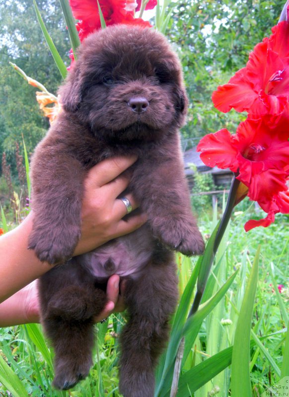 Фото: ньюфаундленд Альфа Дар Окса Ворд Кид Валентиус