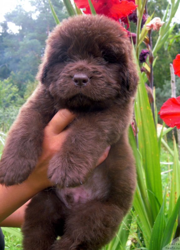Фото: ньюфаундленд Альфа Дар Окса Ворд Кид Валентиус