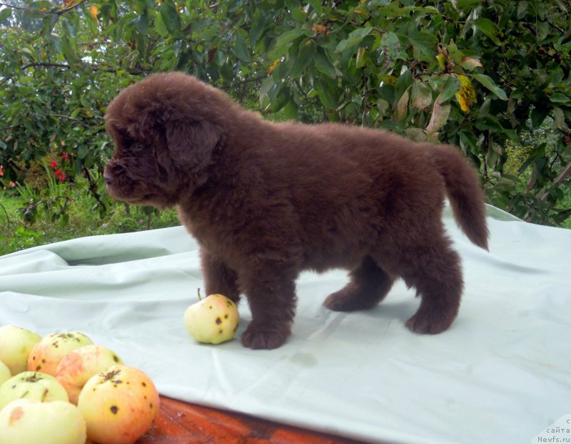 Фото: ньюфаундленд Альфа Дар Окса Ворд Кид Валентиус