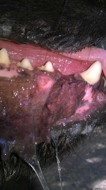 Фото: ньюфаундленд Vivat Brave Master Super Mishka