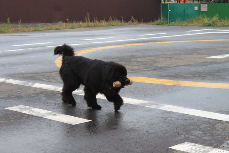 Фотография № 190356