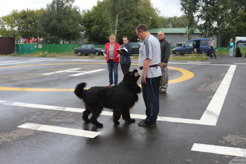 Фото: Андрей Васильцов, ньюфаундленд Лаймар Сейнари, судья по рабочим качествам Головина Е.В., Александра Фетисова, Александр Бурмистров