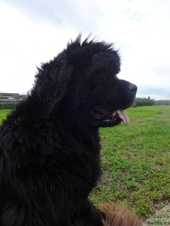 Фото: ньюфаундленд Севертан Рожденная Легендой