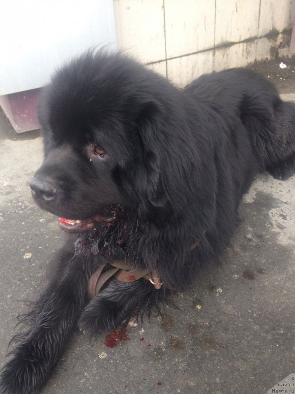 Фотография № 190387