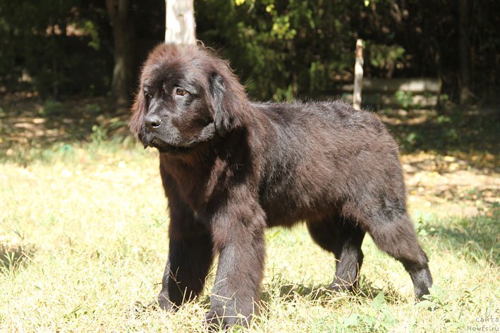 Фото: ньюфаундленд Диковинка с Берега Дона (Dikovinka s Berega Dona)