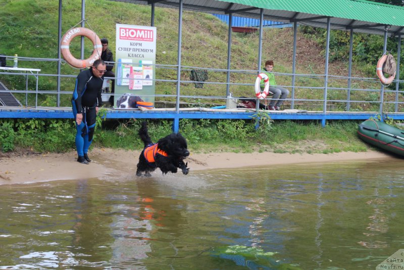 Фото: Андрей Васильцов, ньюфаундленд Лаймар Сейнари