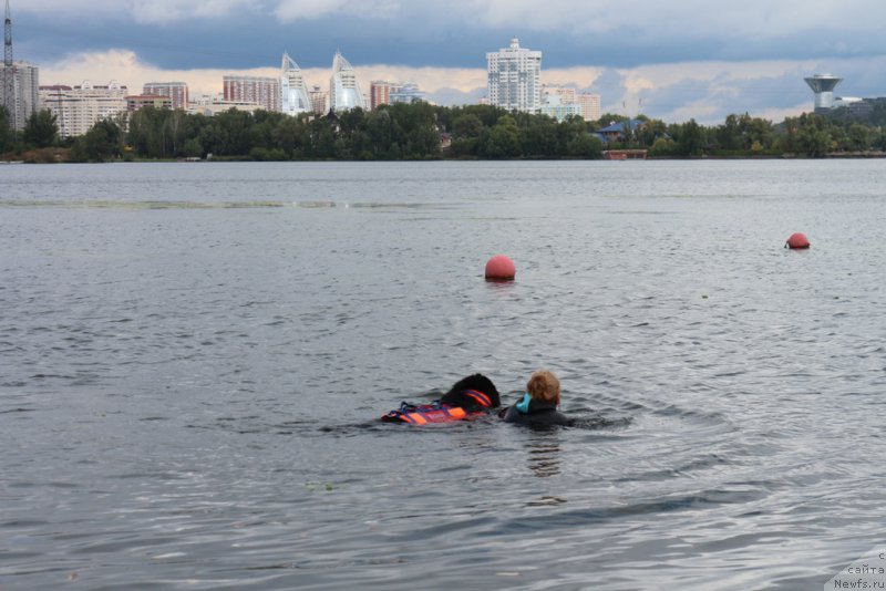 Фото: Антонина Чигвинцева, ньюфаундленд Топтыжка Герой Нашего Времени (Toptyzhka Geroy Nashego Vremeni)