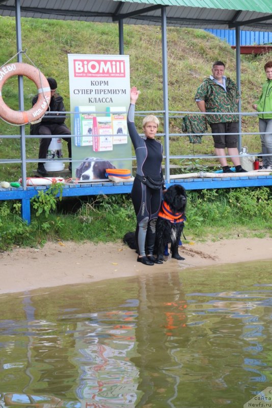 Фото: Лариса Кутина, ньюфаундленд Белкондер-Клаб Угли-Бугли (Belkonder-Club Ugli-Boogli)