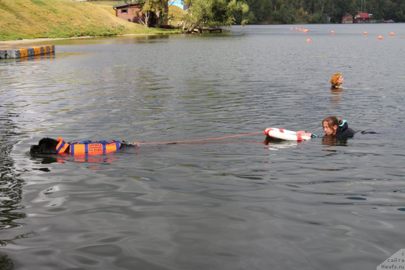 Фото: ньюфаундленд Белкондер-Клаб Угли-Бугли (Belkonder-Club Ugli-Boogli), Антонина Чигвинцева