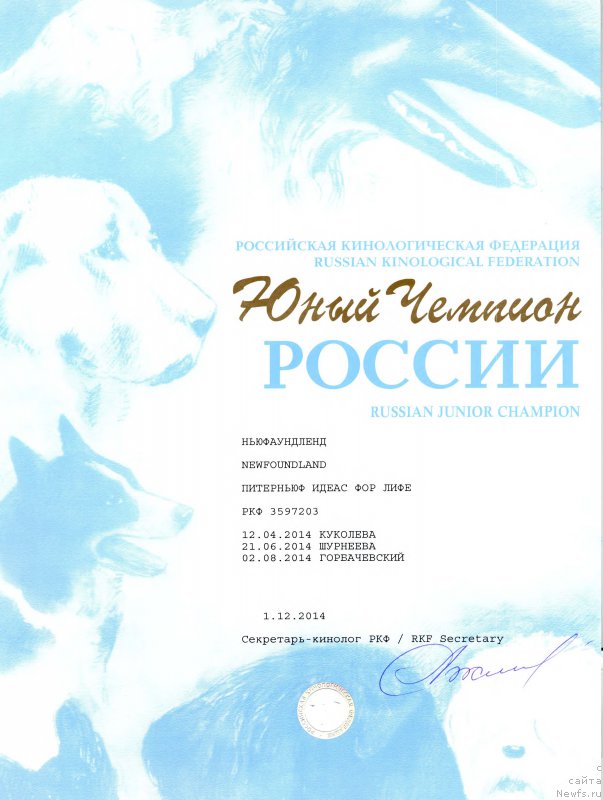 Фото: ньюфаундленд Питерньюф Идеас Фор Лифе (Piternyuf Ideas For Life)